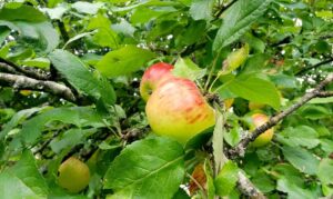 Close-up of apples on an apple tree