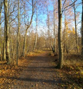 A path through the forest in the autumn.